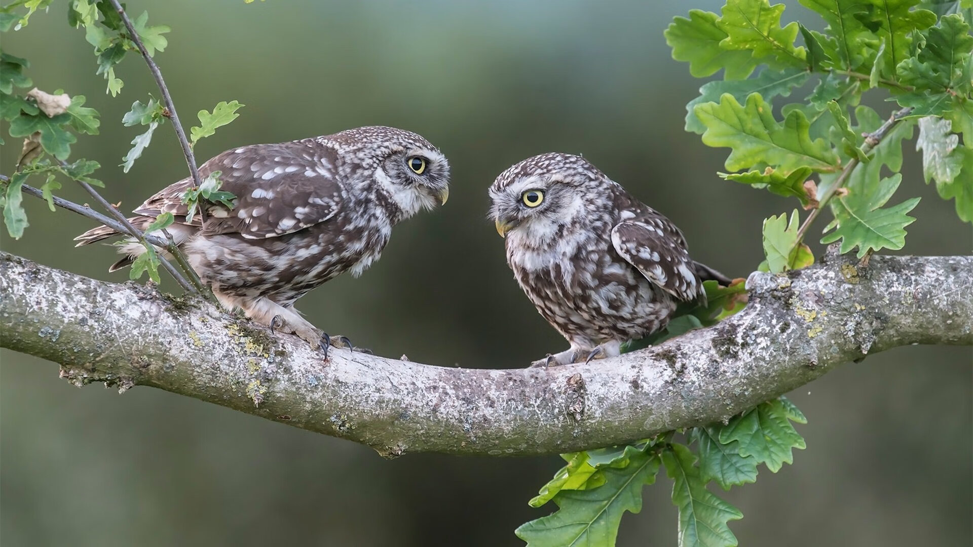 开云下载-奥利维耶个人能力完全展现，瑞士对阵加纳，一场独舞铸就永恒经典